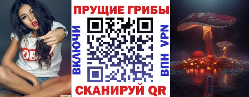 где можно купить наркотик  Светлогорск  Псилоцибиновые грибы Psilocybe 